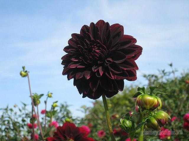 Thược dược đen - Loài hoa tượng trưng tình yêu buồn, tan vỡ