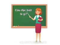 Câu đặc biệt là gì? Tìm hiểu chi tiết