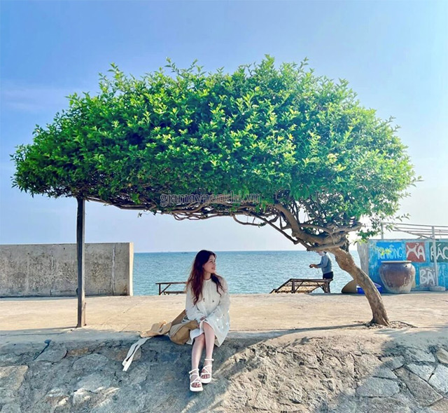 Cây cô đơn trên đảo Phú Quý